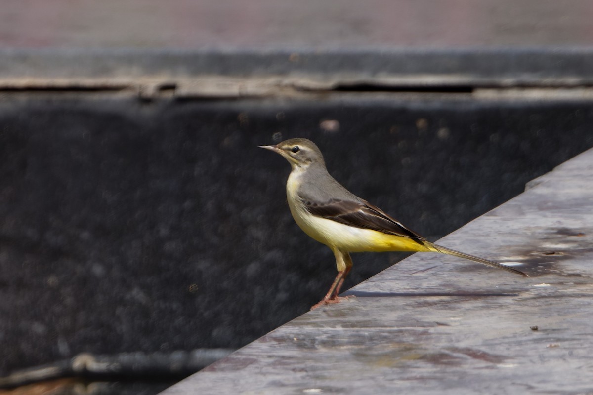 Gray Wagtail - ML623913150