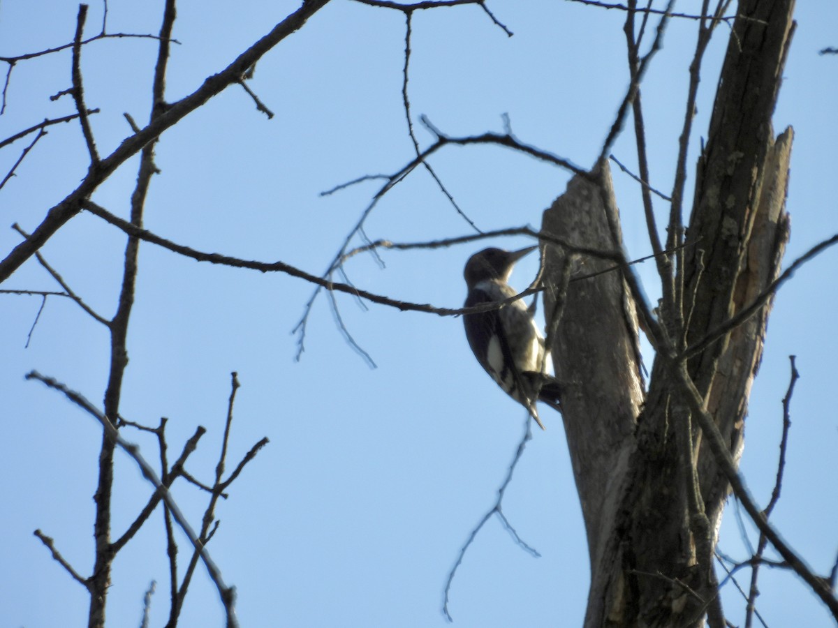 Red-headed Woodpecker - ML623913151