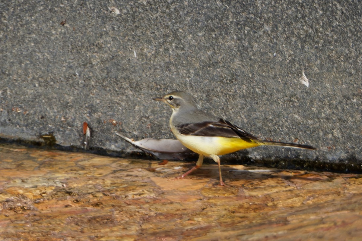 Gray Wagtail - ML623913152