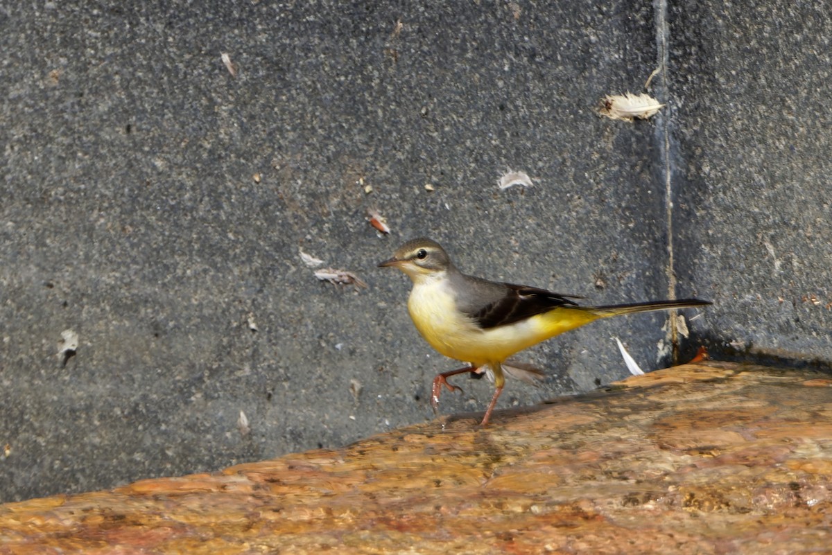 Gray Wagtail - ML623913153