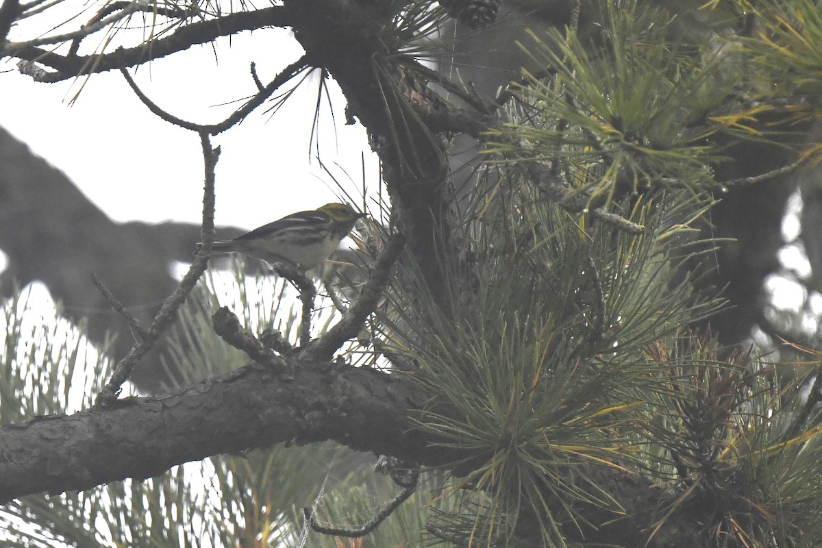 Black-throated Green Warbler - ML623913154