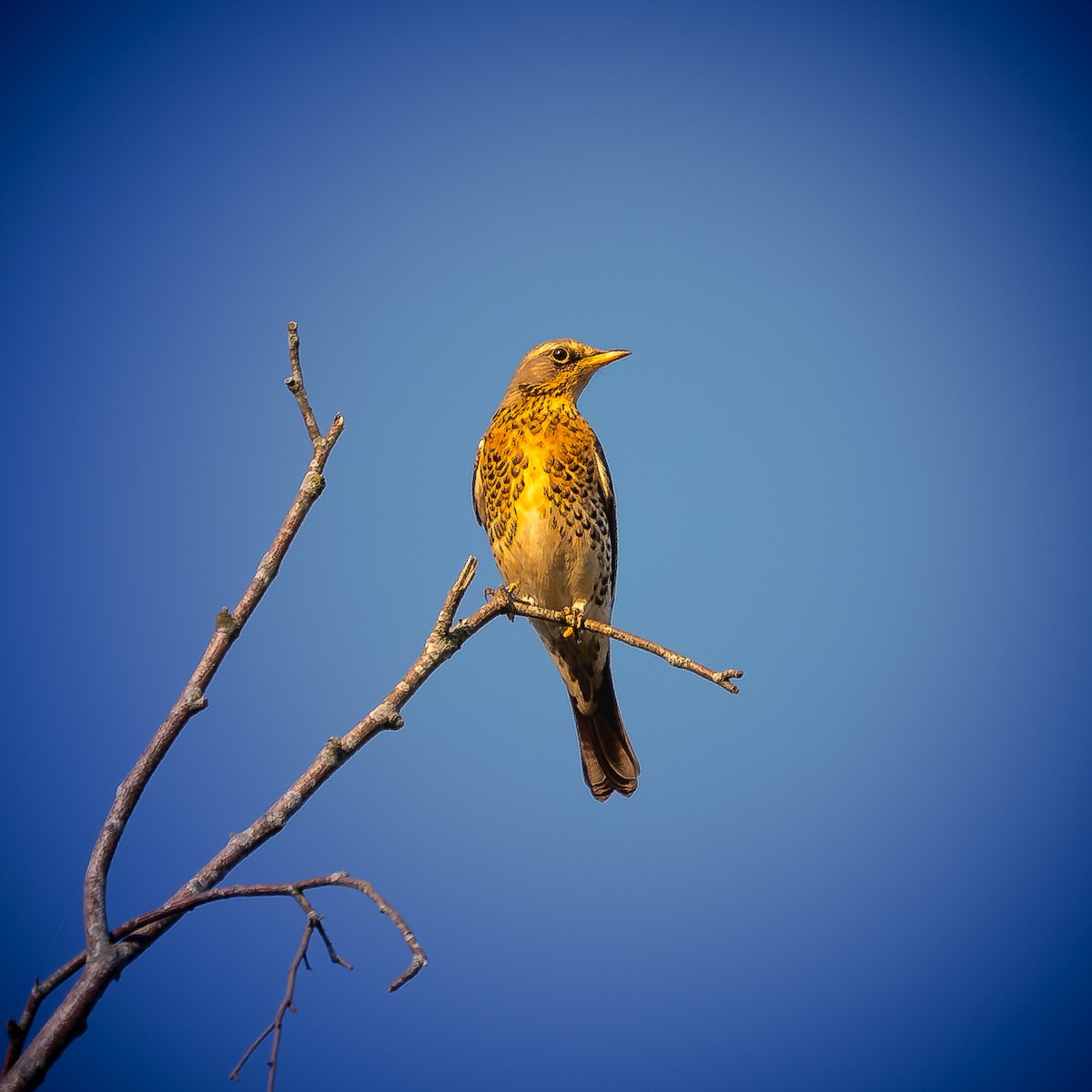 Fieldfare - ML623913156