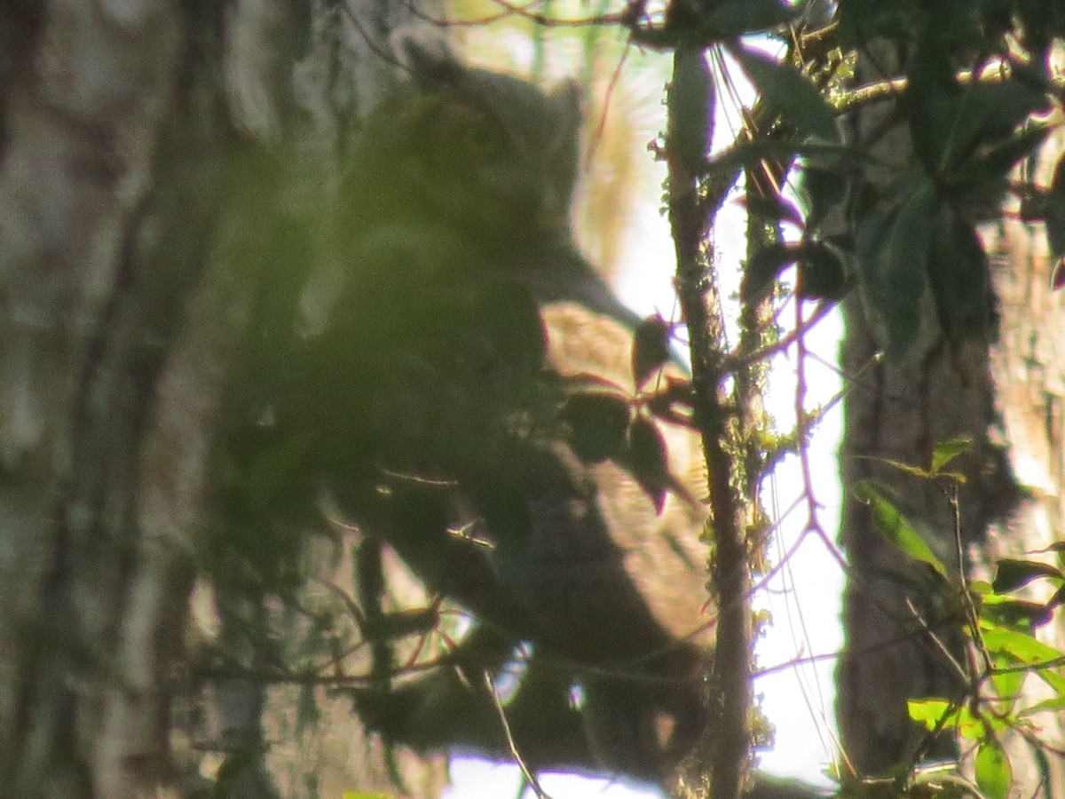 Great Horned Owl - ML623913157