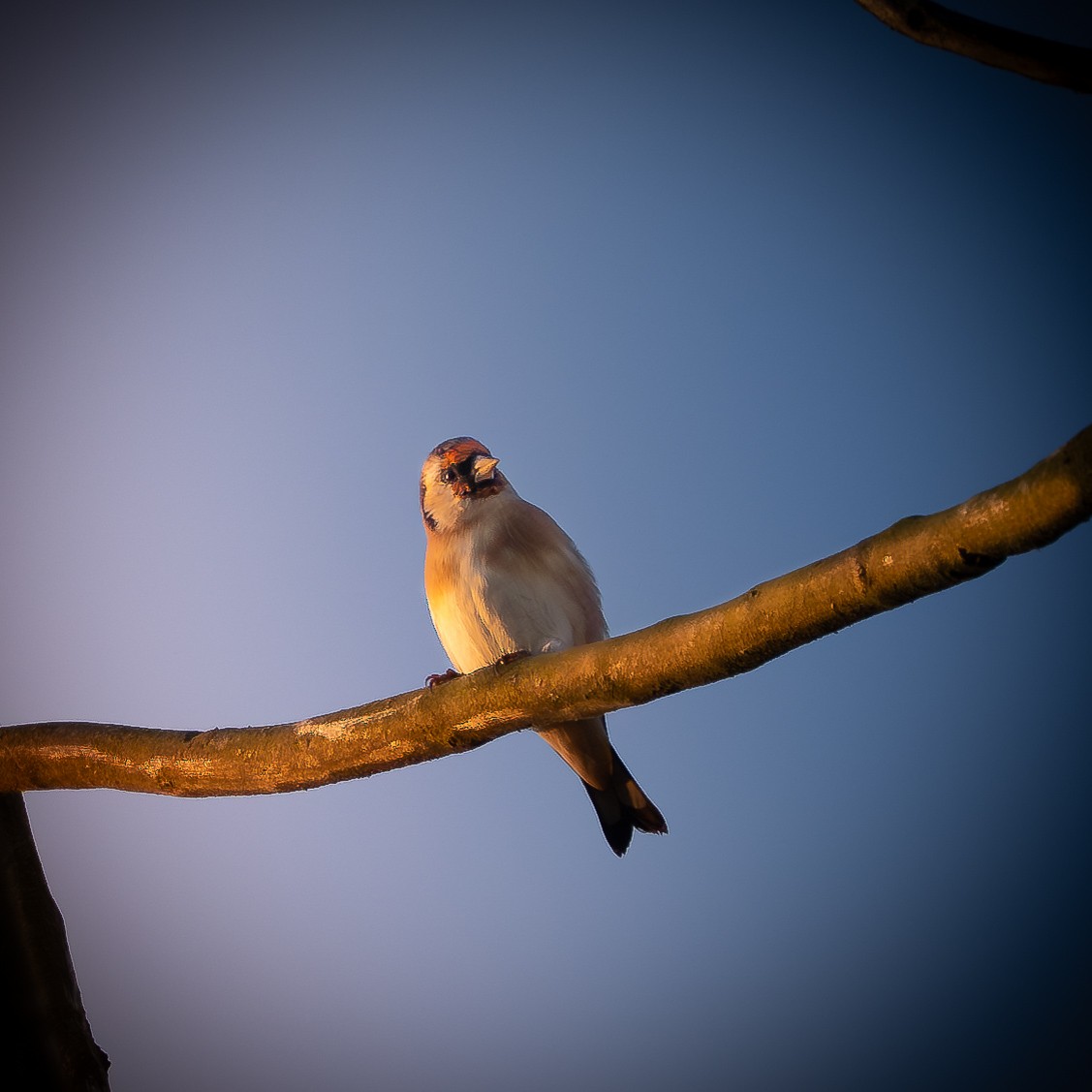 European Goldfinch - ML623913158