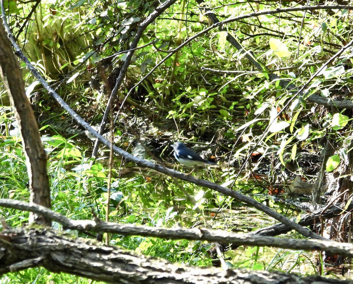 Black-throated Blue Warbler - ML623913159