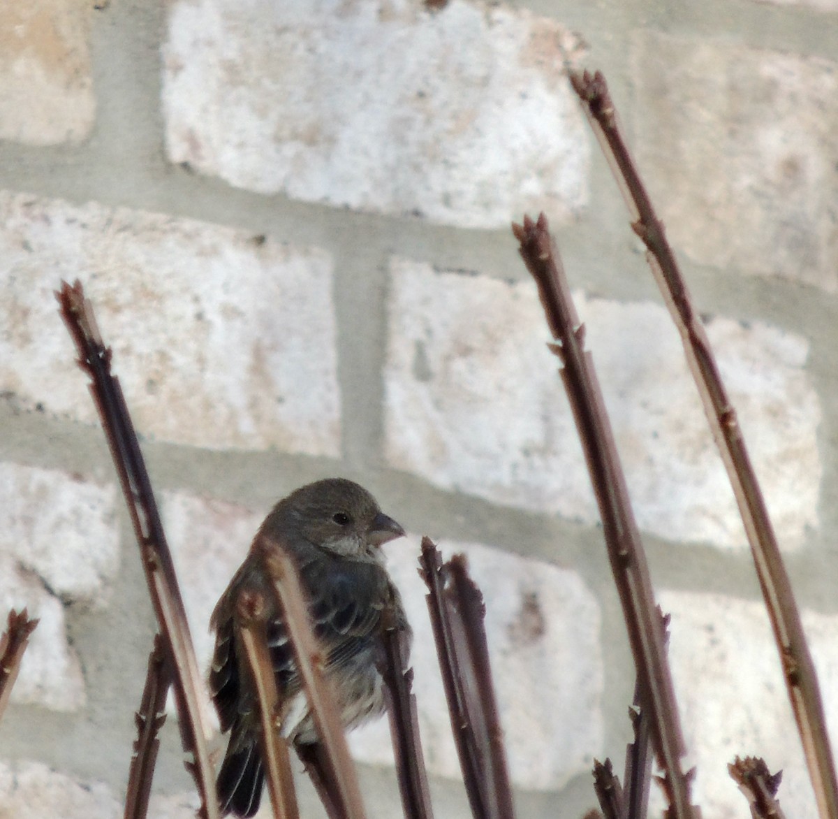 House Finch - ML623913160