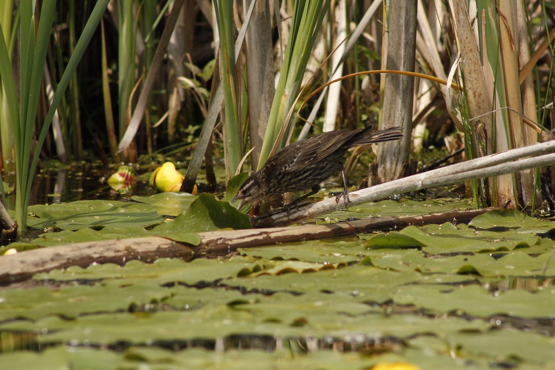 Red-winged Blackbird - ML623913161