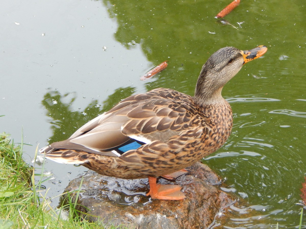 Mallard - ML623913164