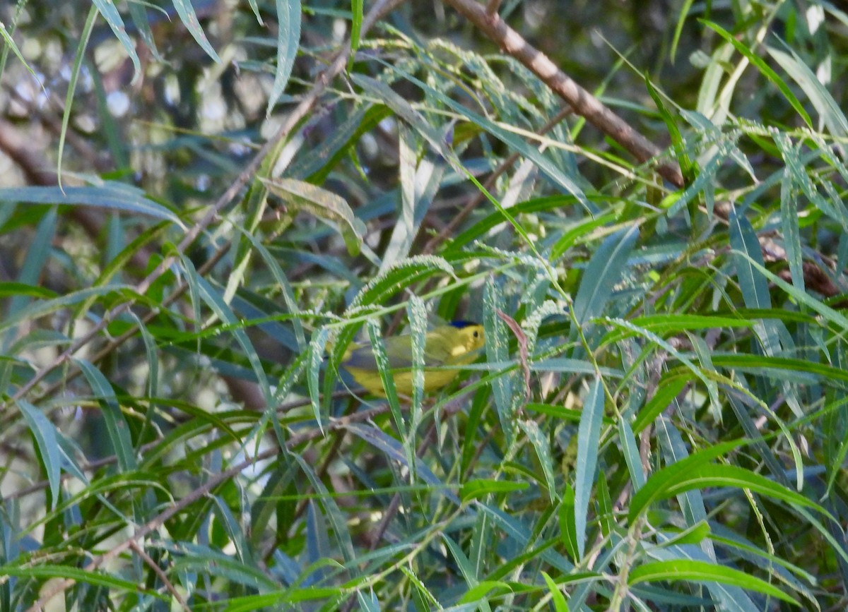 Wilson's Warbler - ML623913165