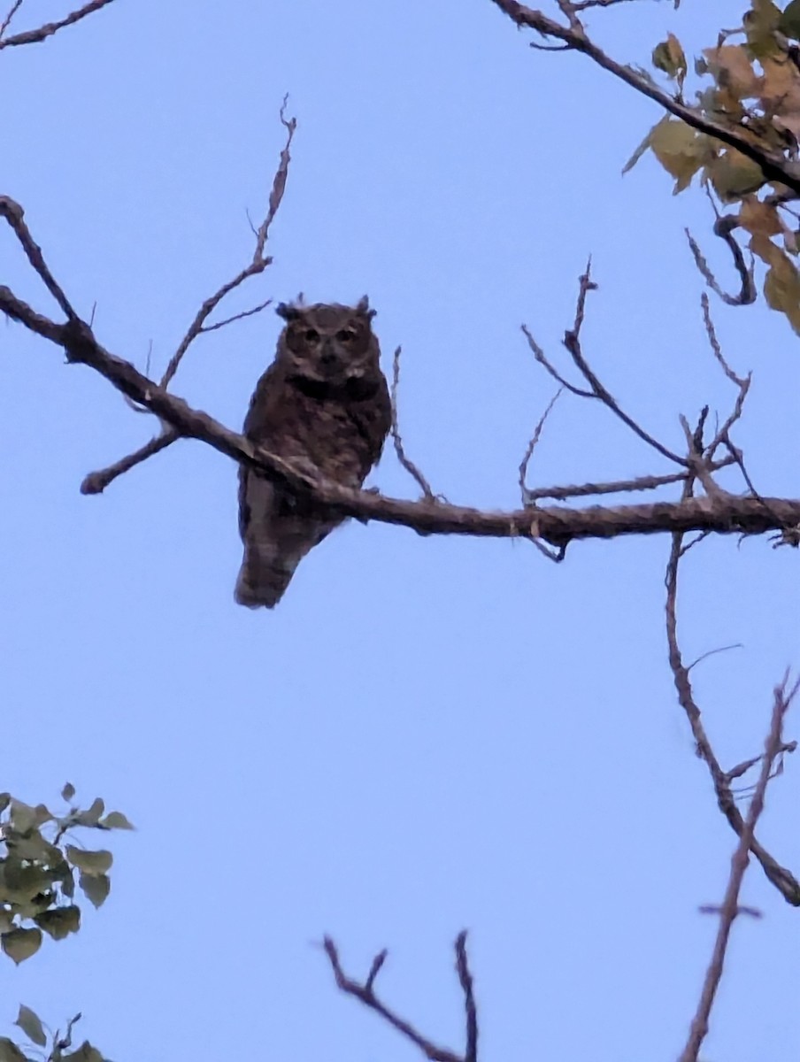 Great Horned Owl - ML623913167