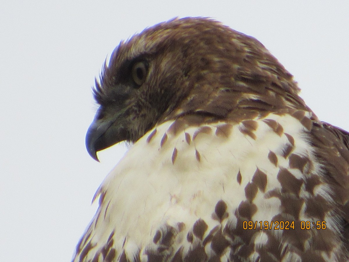 Red-tailed Hawk - ML623913168