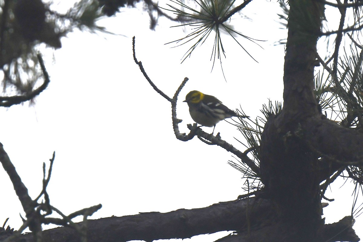 Black-throated Green Warbler - ML623913169