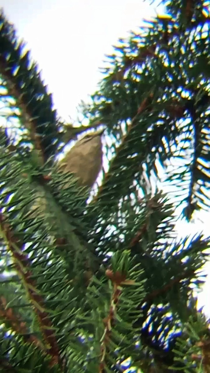 Golden-crowned Kinglet - ML623913182