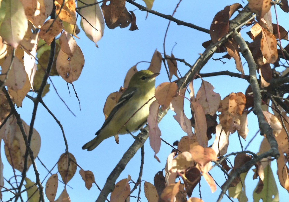 Bay-breasted Warbler - ML623913187