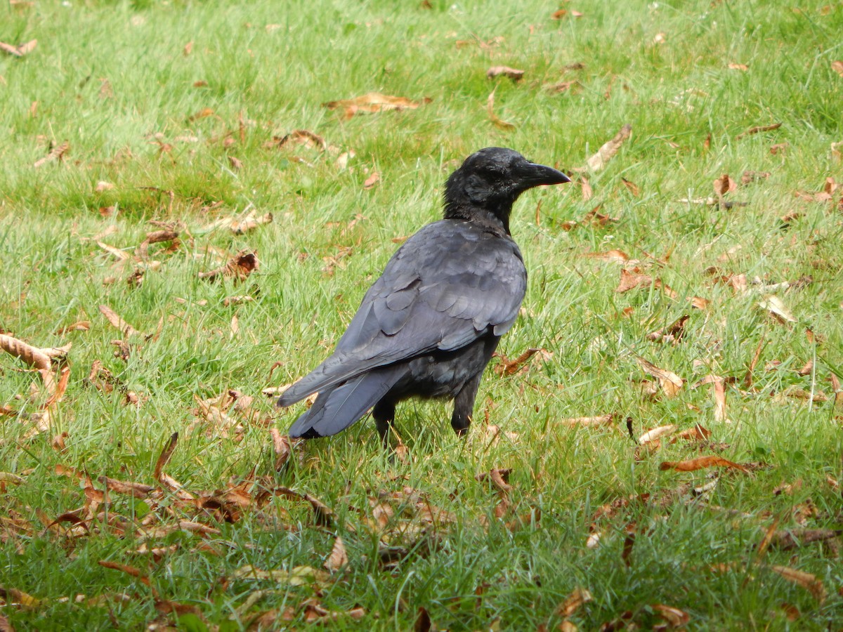 American Crow - Massimo Antonelli