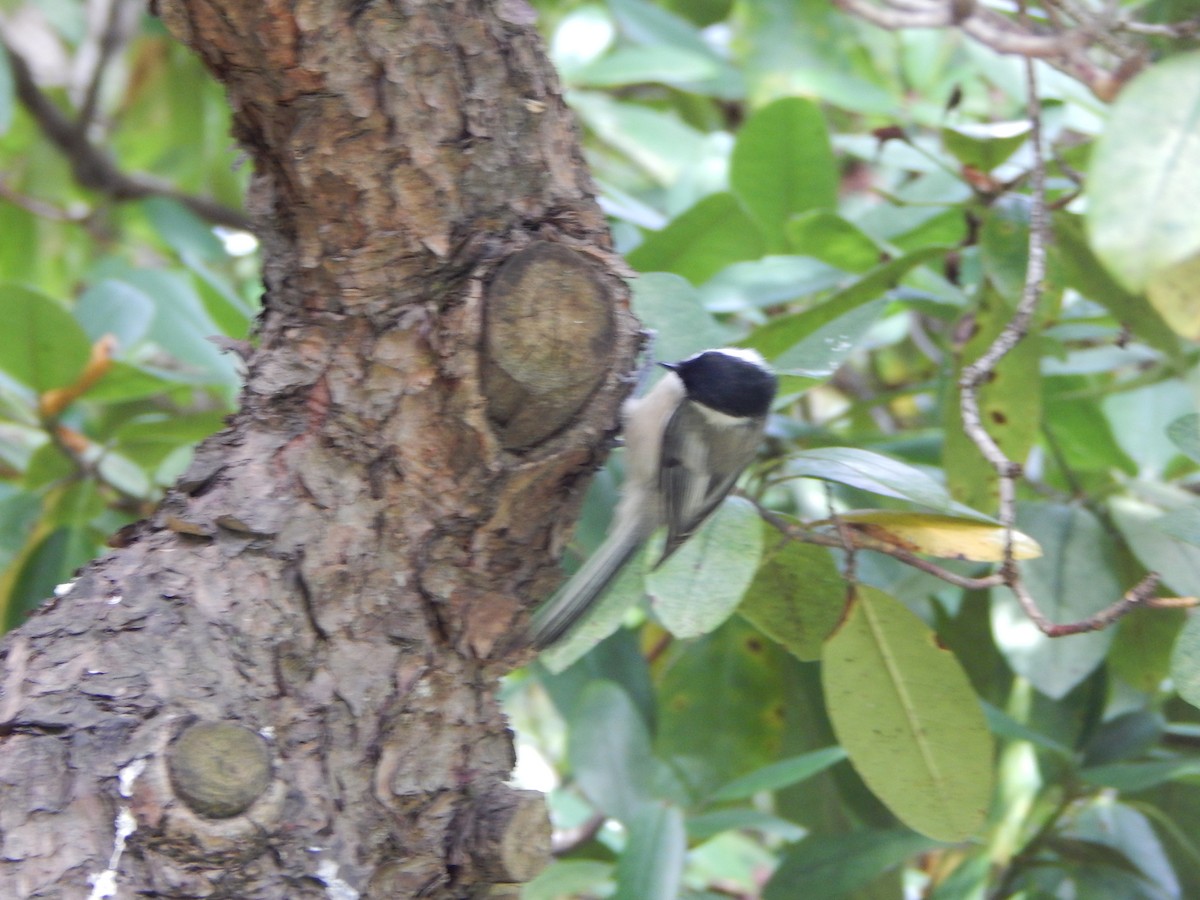 Black-capped Chickadee - ML623913200