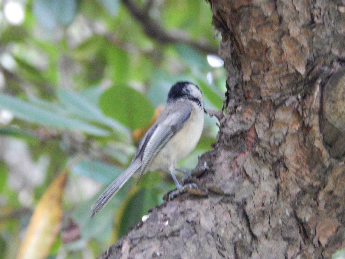 Black-capped Chickadee - ML623913201