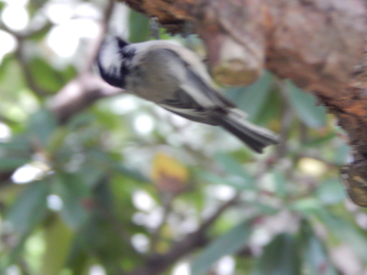 Black-capped Chickadee - ML623913202