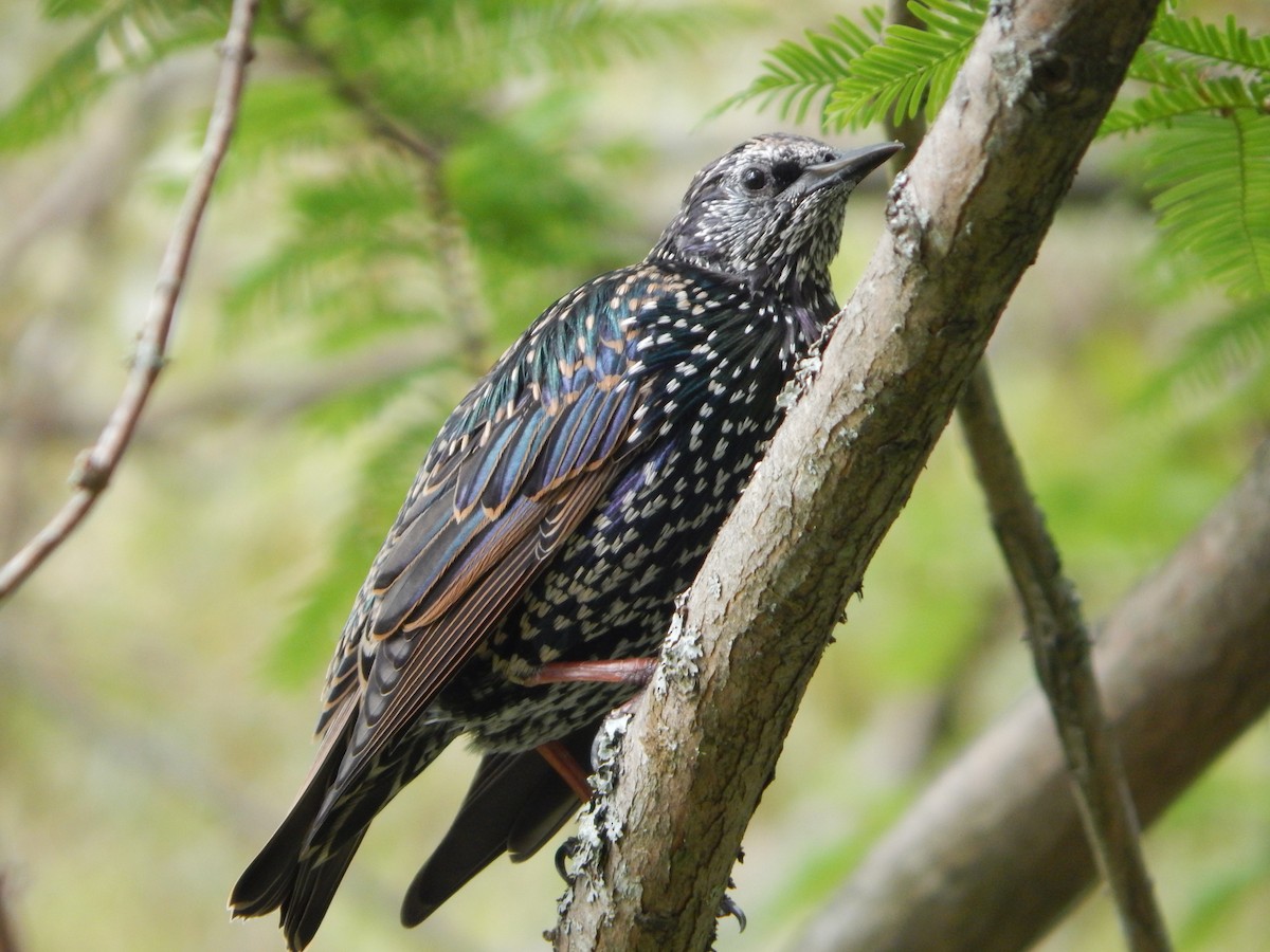 European Starling - ML623913207