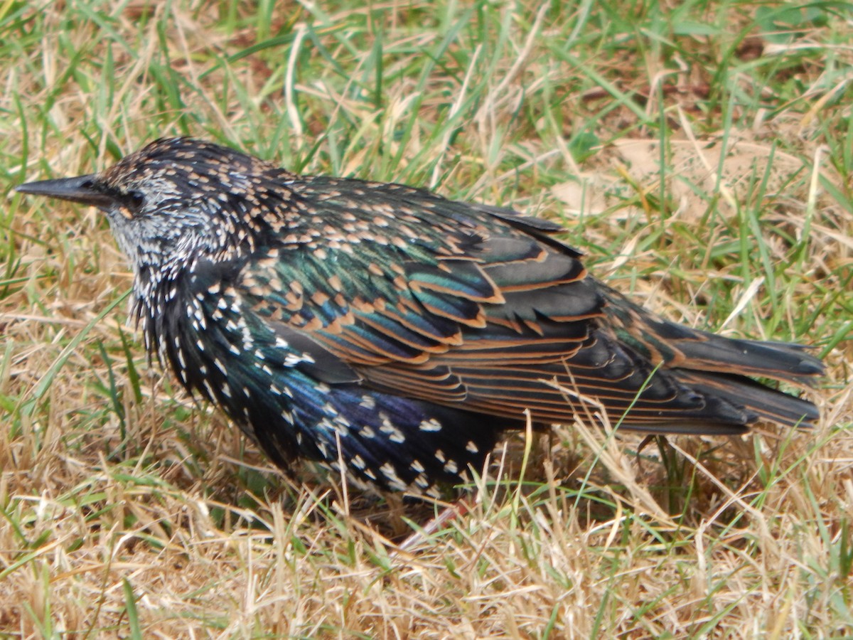 European Starling - ML623913208