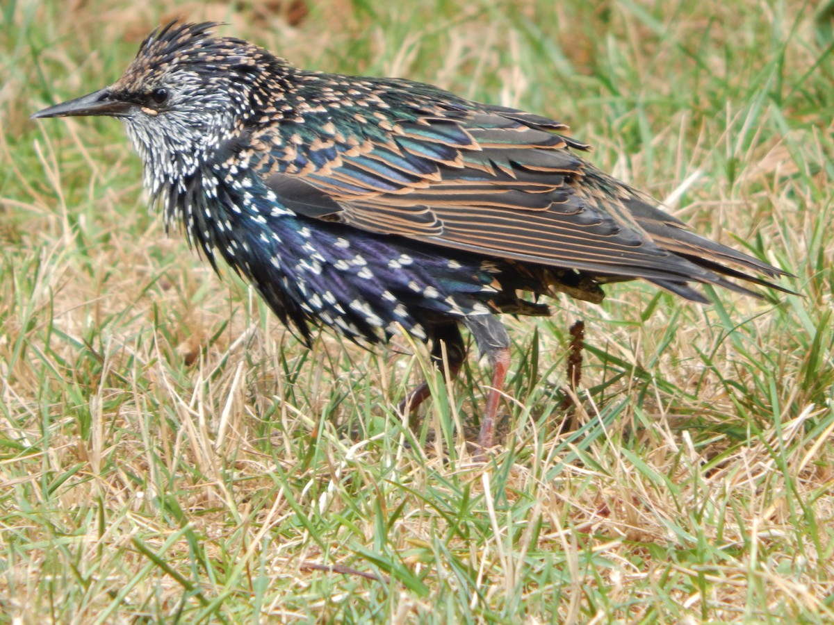 European Starling - ML623913209