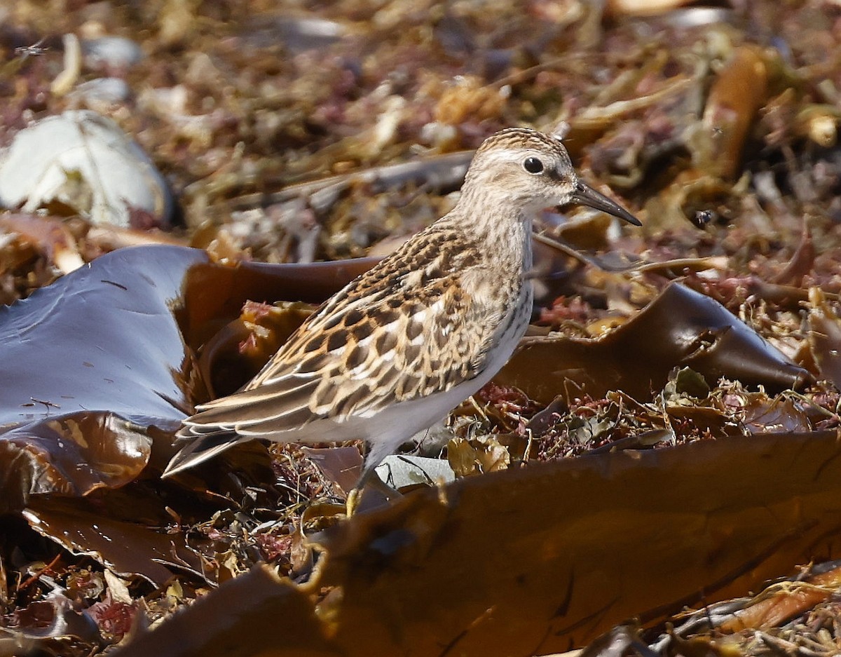 Least Sandpiper - ML623913212