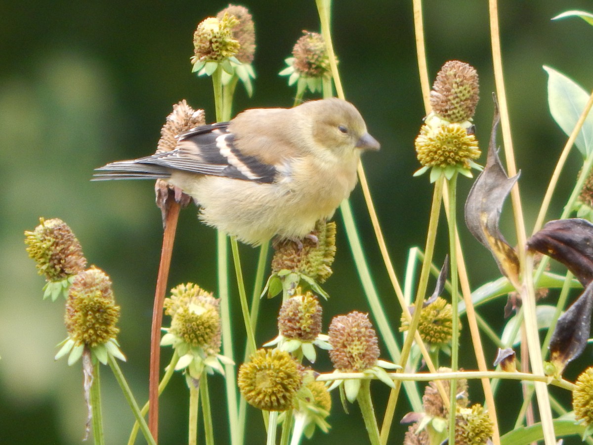 American Goldfinch - ML623913214