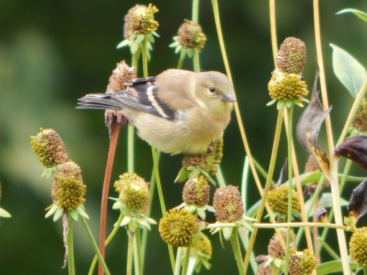 American Goldfinch - ML623913215