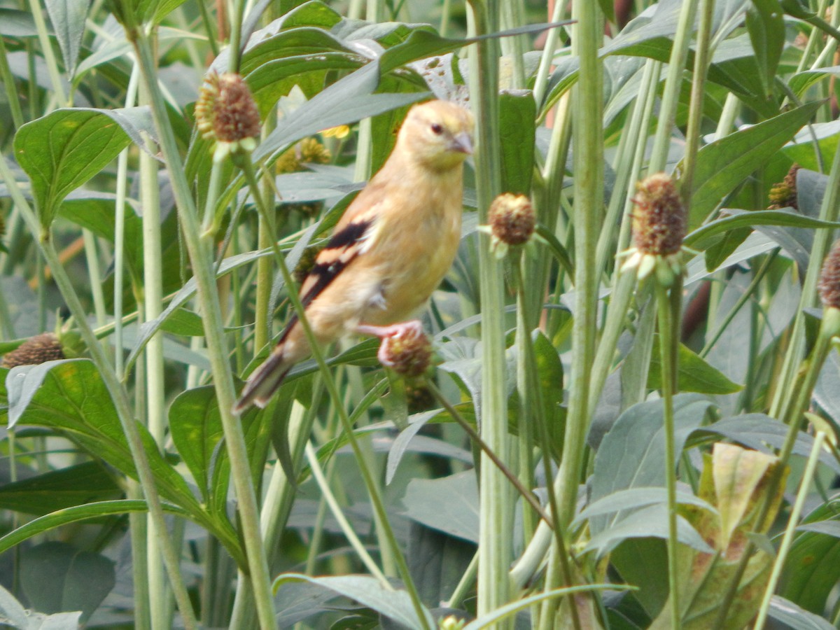 American Goldfinch - ML623913216