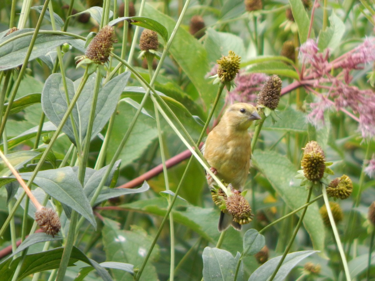 American Goldfinch - ML623913217