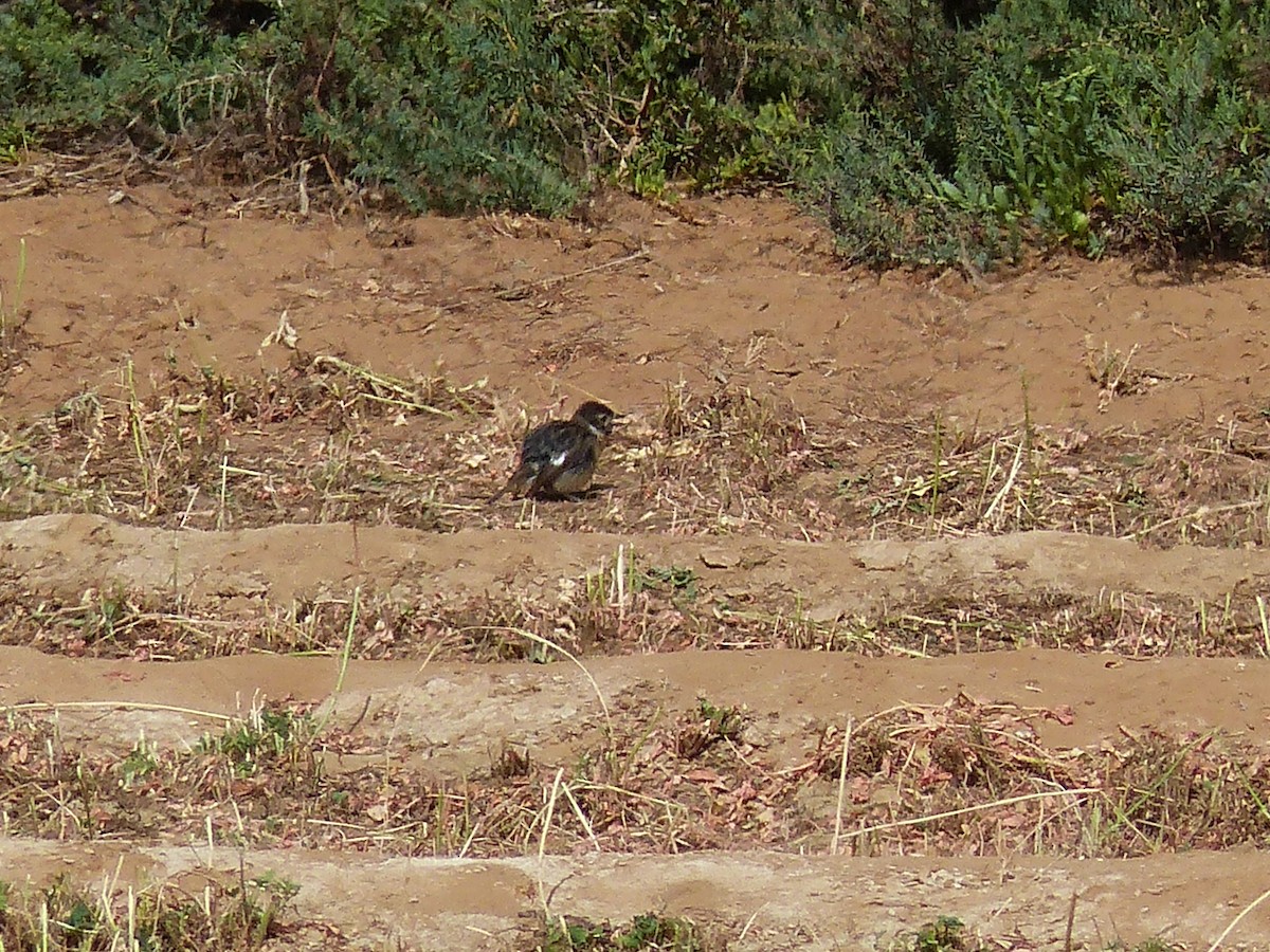 Passeriformes sp. - ML623913220