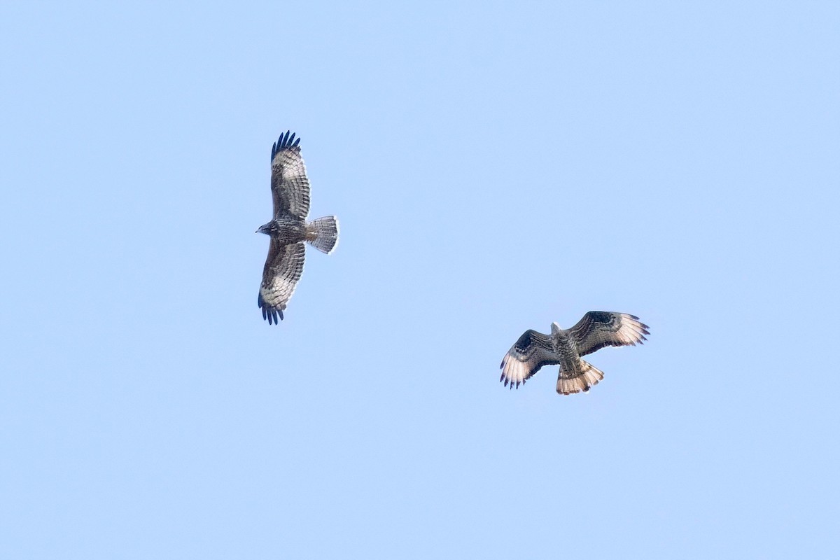 European Honey-buzzard - Sue Barth