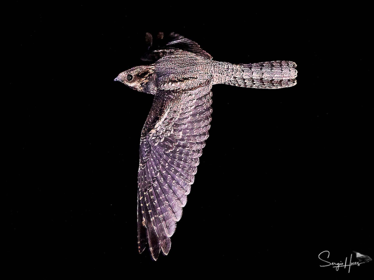 Red-necked Nightjar - ML623913223