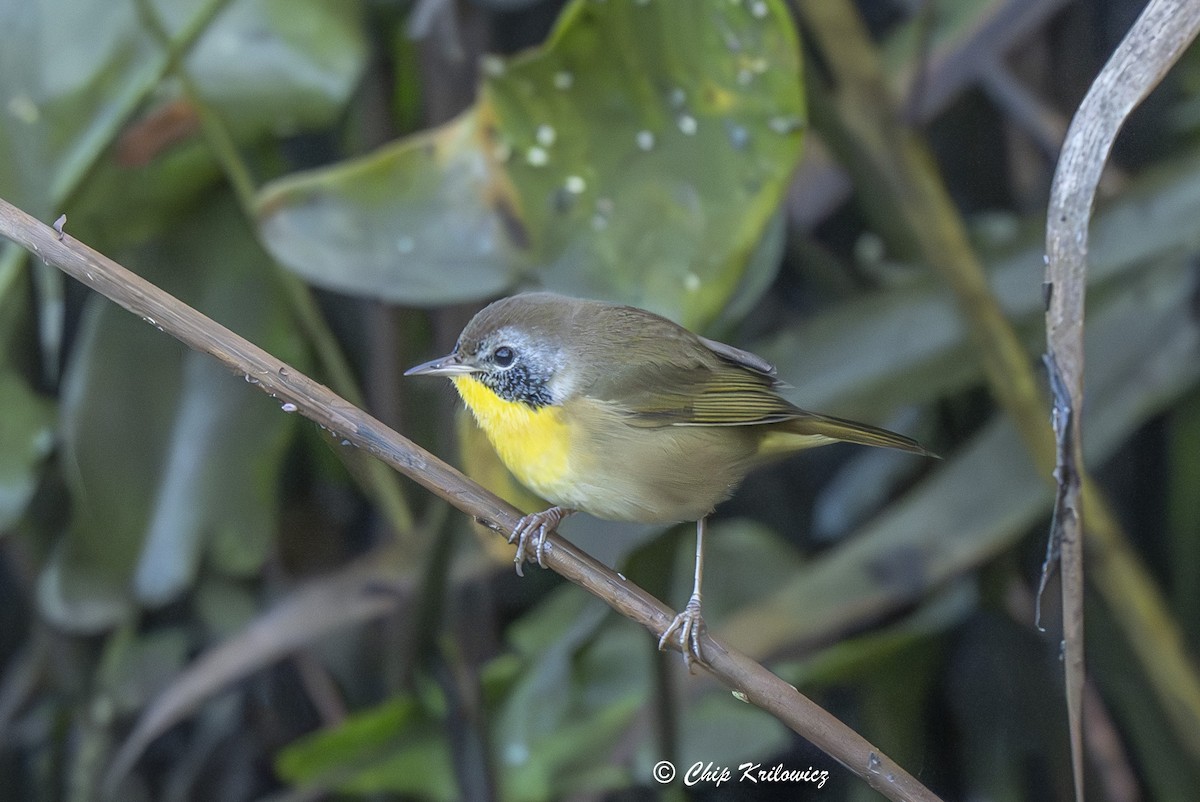 Common Yellowthroat - ML623913224