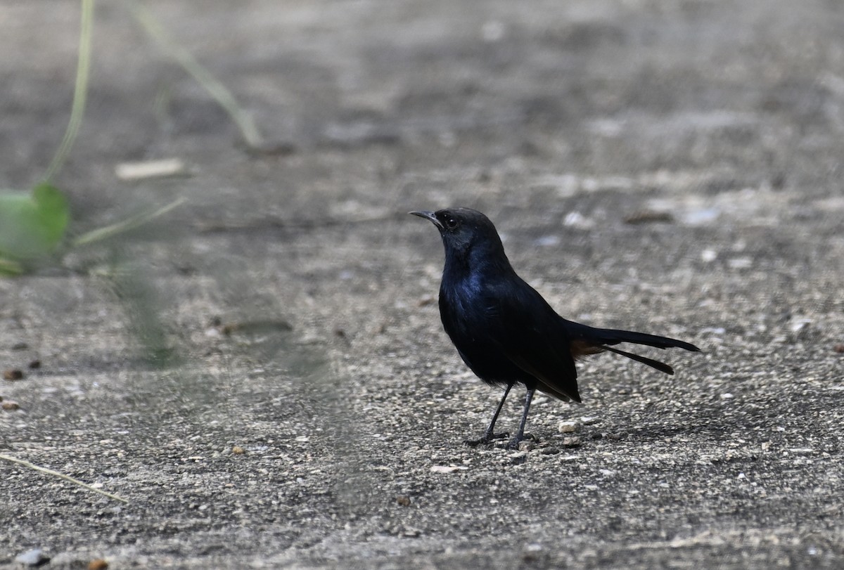 Indian Robin - ML623913225