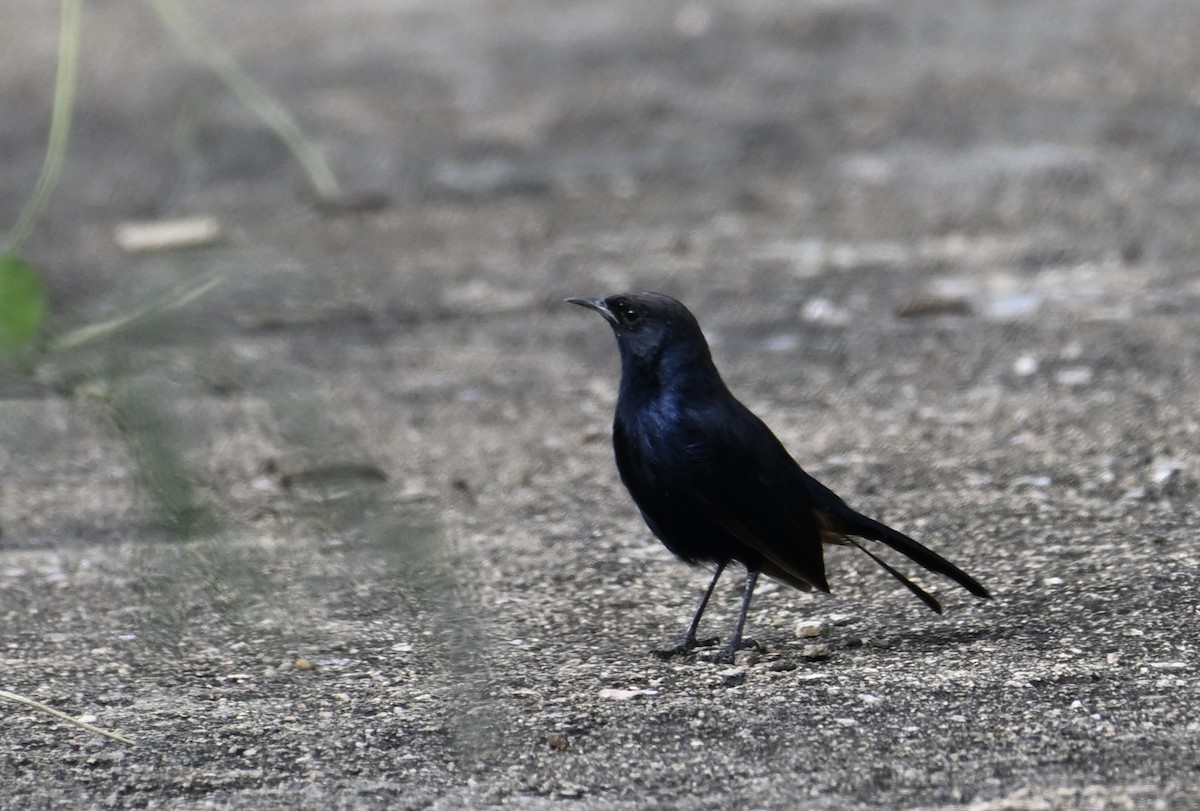 Indian Robin - ML623913226