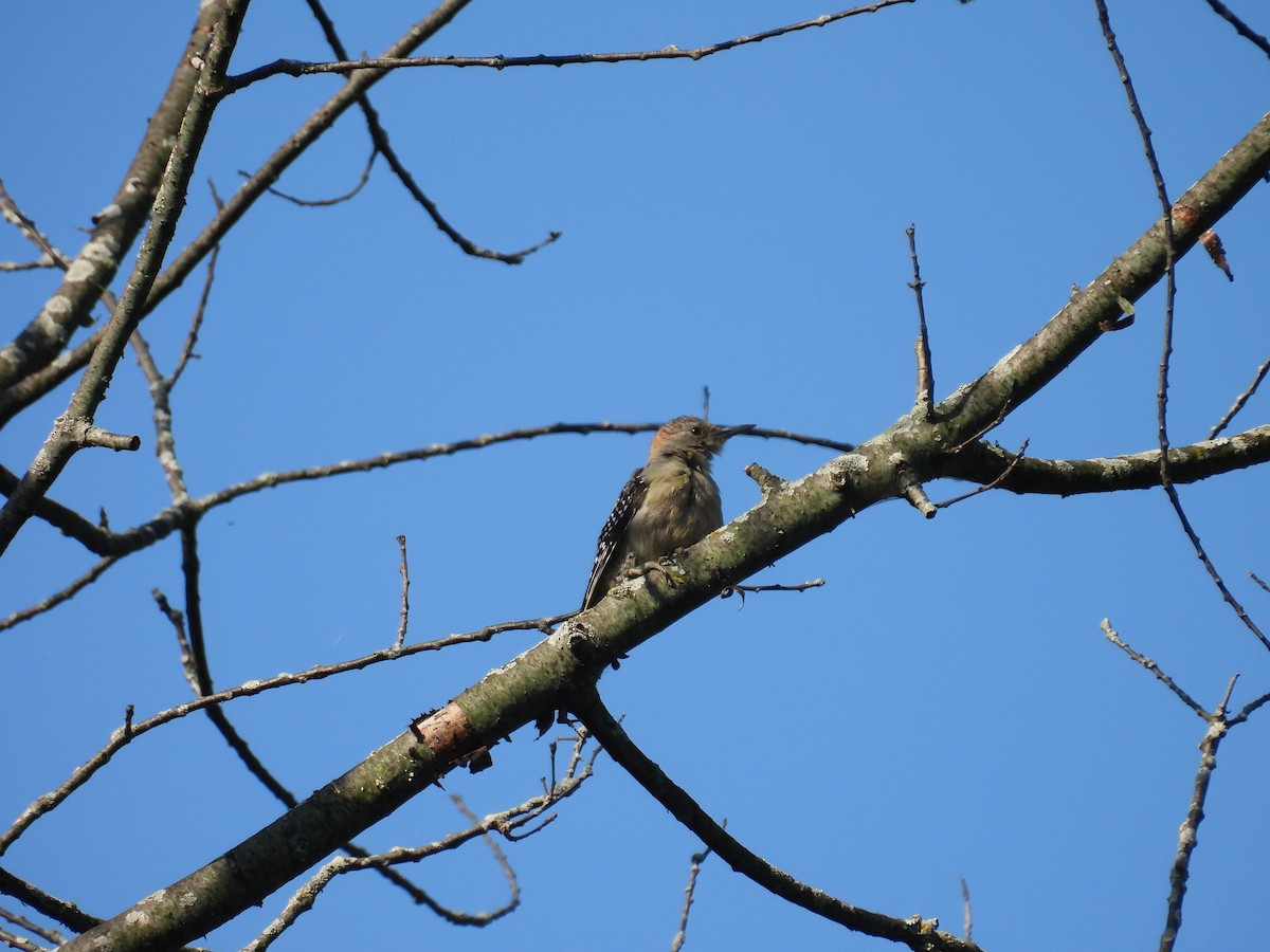 Red-bellied Woodpecker - ML623913227