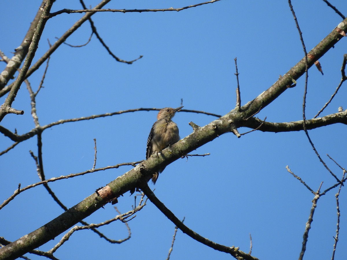 Red-bellied Woodpecker - ML623913228