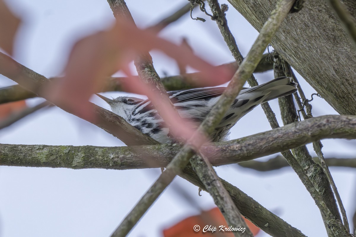 Black-and-white Warbler - ML623913229