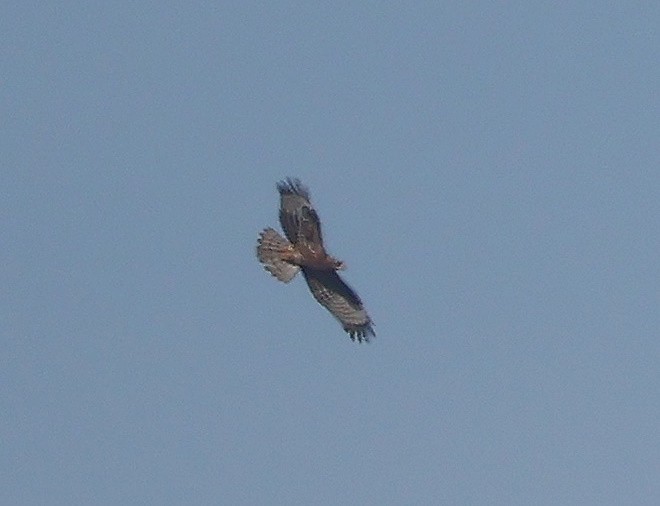 European Honey-buzzard - ML623913232