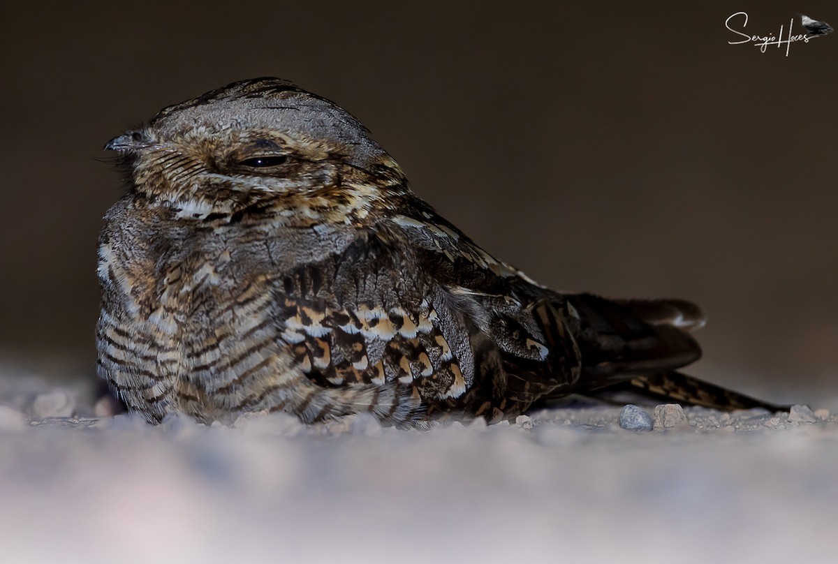 Red-necked Nightjar - ML623913234