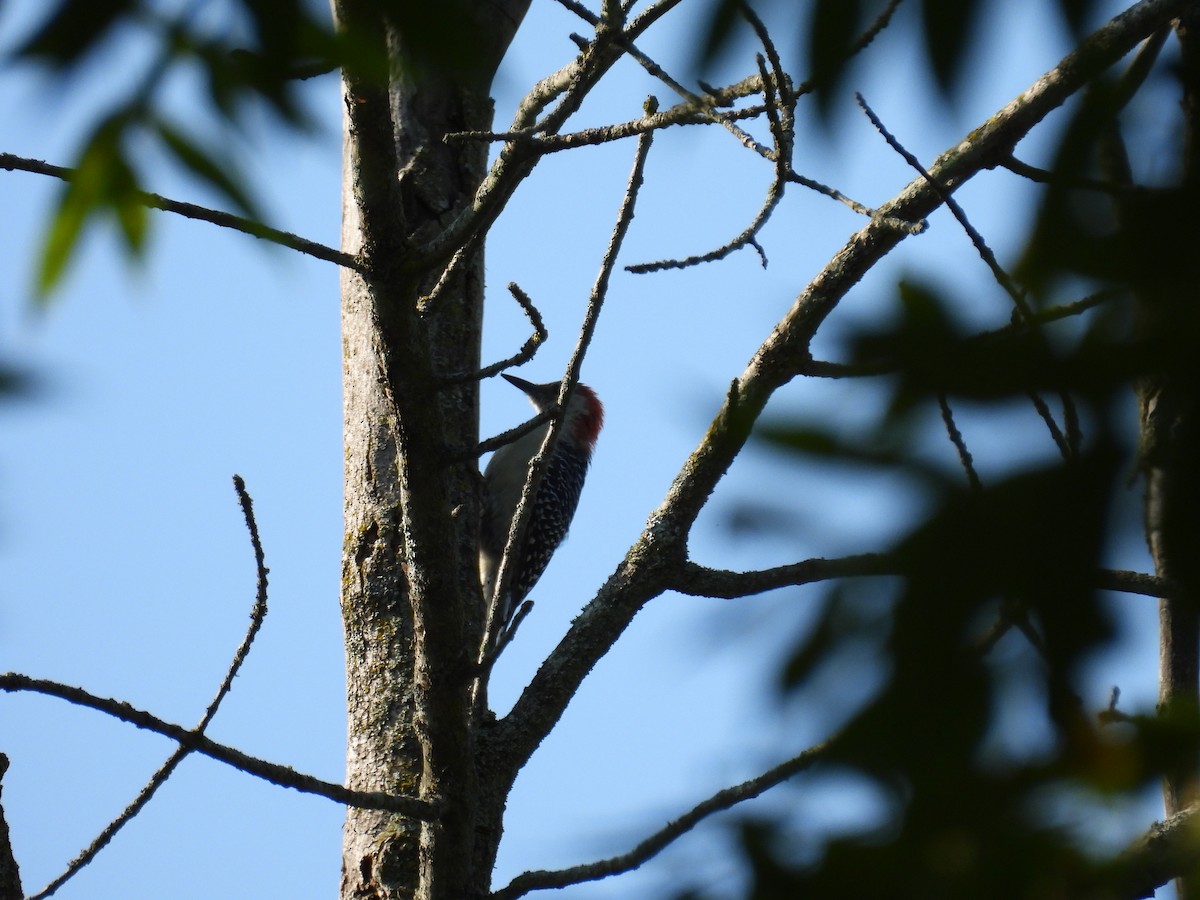 Red-bellied Woodpecker - ML623913237