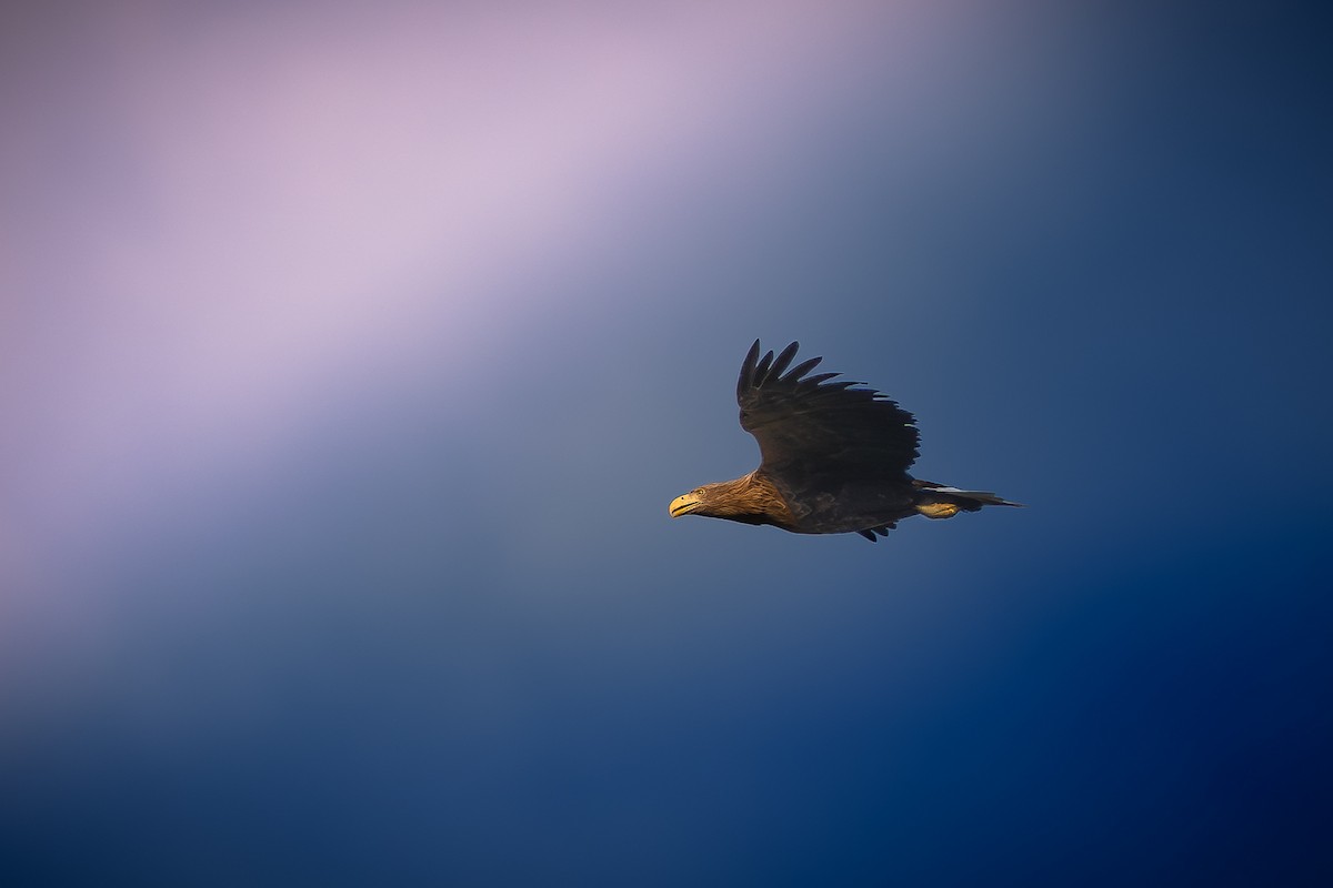 White-tailed Eagle - ML623913239