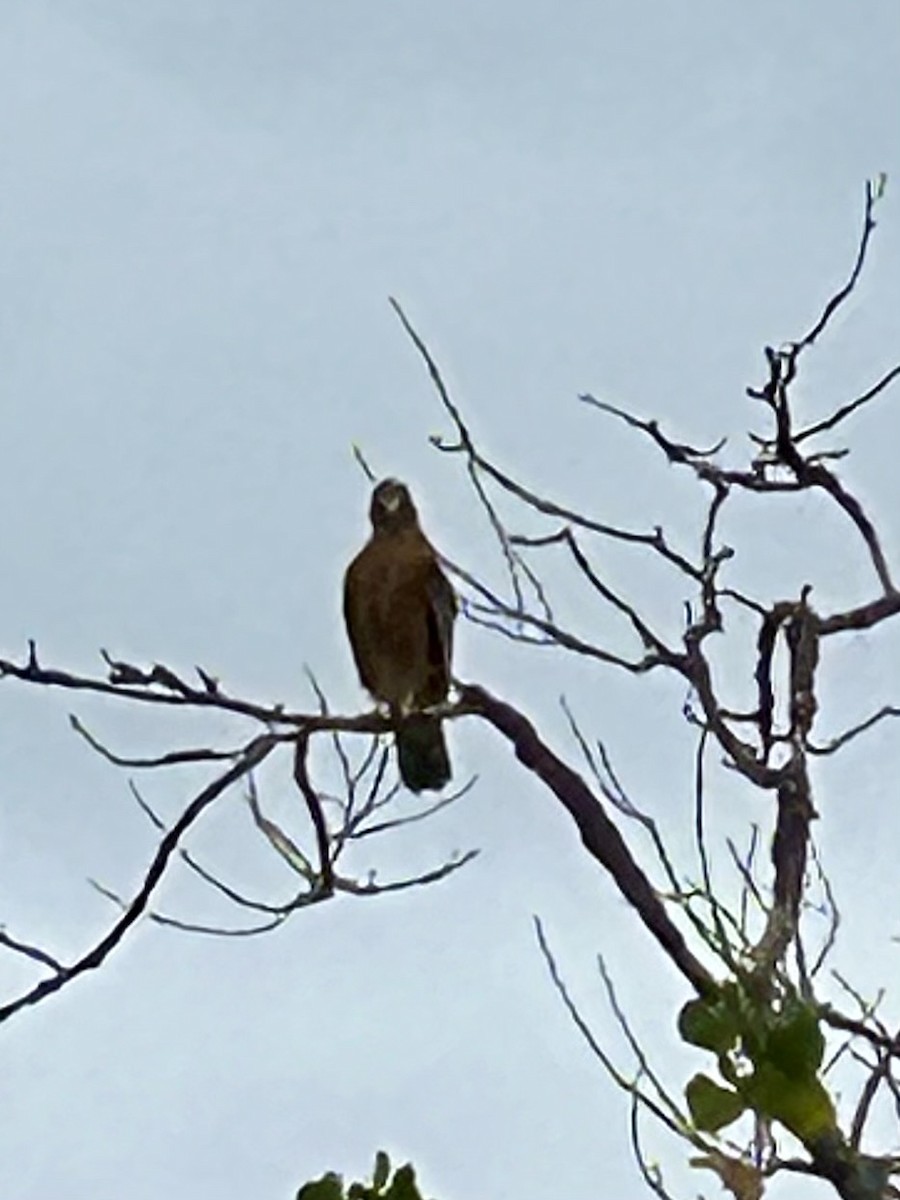 Red-shouldered Hawk - ML623913240