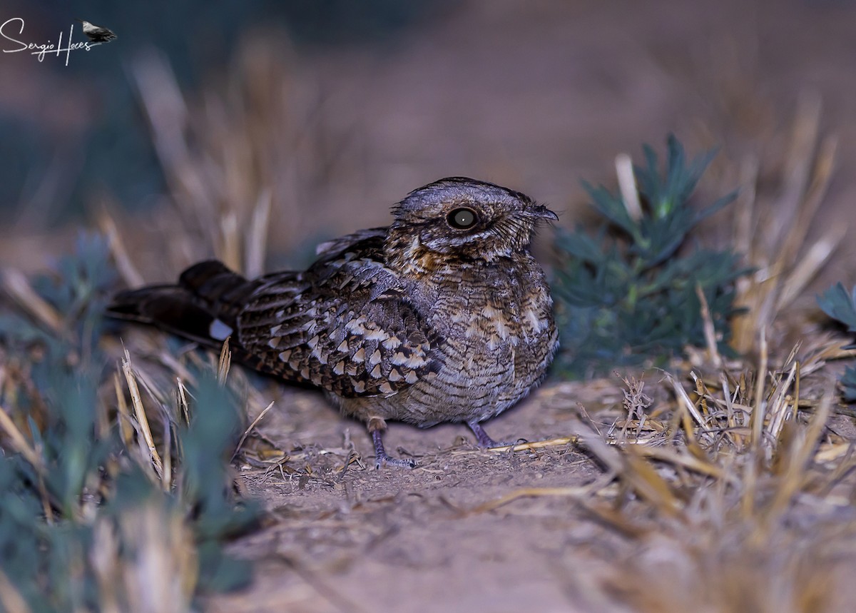 Red-necked Nightjar - ML623913241