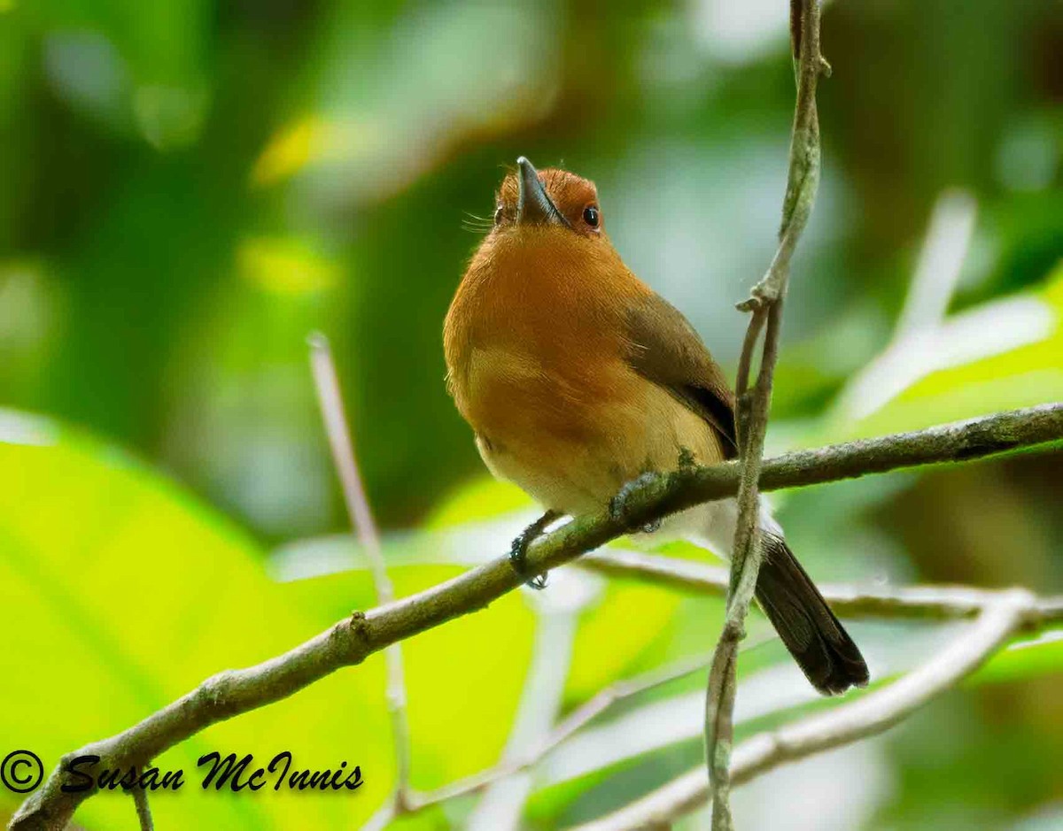 Chestnut-headed Nunlet - ML623913242