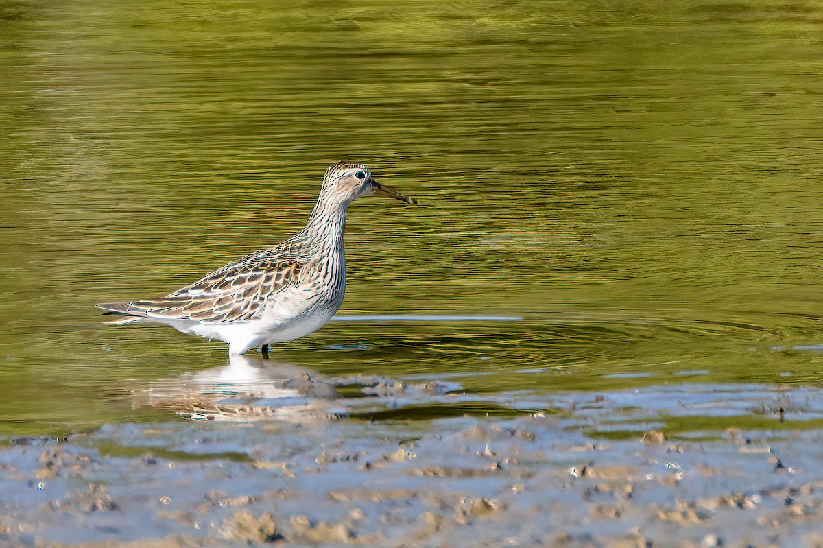 Pectoral Sandpiper - ML623913244