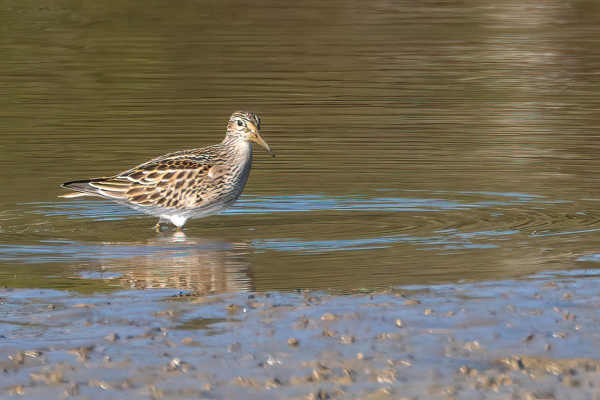 Bécasseau à poitrine cendrée - ML623913245