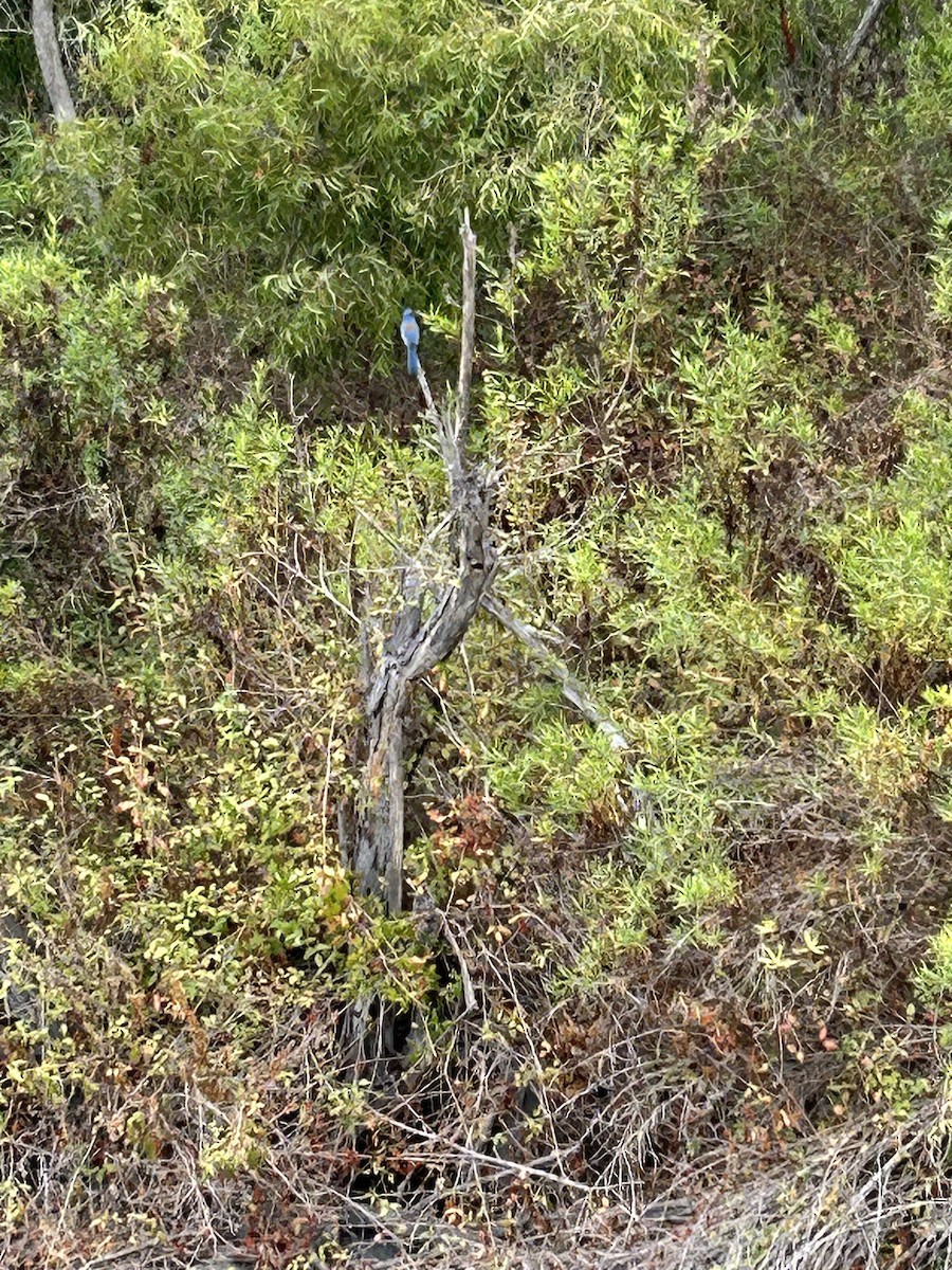 California Scrub-Jay - ML623913246