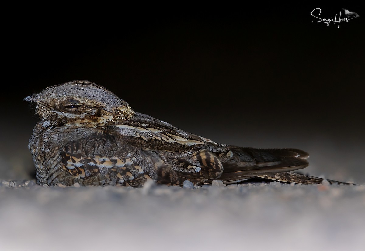 Red-necked Nightjar - ML623913247